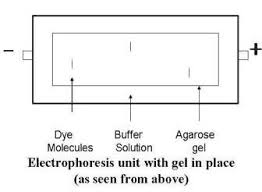 Activity 2 Gel Electrophoresis Of Dyes