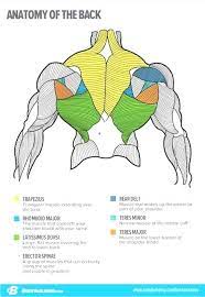 First, as an individual becomes more overweight or obese, one area of the body that becomes larger in circumference is the neck. Part Time Fitness Jobs Fitnessgym Muscle Anatomy Anatomy Body Anatomy
