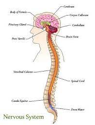 The cns is responsible for the control of thought processes, movement, and provides sensation central nervous system (cns) definition. Neurology September 2010 Nervous System Diagram Nervous System Nervous System Anatomy