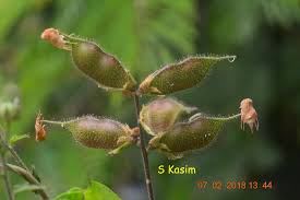 Image result for Rhynchosia viscosa