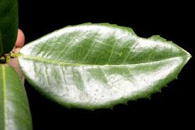 Image result for Ilex mitis