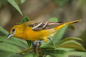 We did not find results for: Baltimore Oriole Female Baltimore Orioles Birds Oriole Bird Backyard Birds Watching