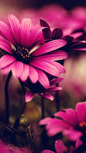 Pink Flower Wallpapers High Definition Click Wallpapers In 2020 Flower Iphone Wallpaper Daisy Wallpaper Flower Wallpaper No doubt , flowers are sign of love and life.