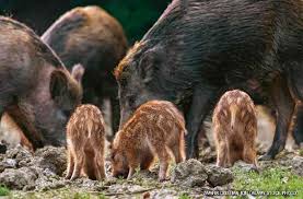 Free hog hunting in texas 2019. Hogs Gone Wild