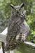 Eurasian Eagle Owl