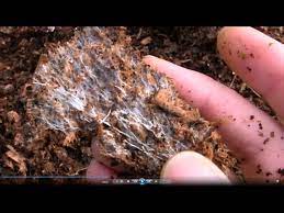 The fungus grows on or into the root and extends hyphae into the soil. How To Grow Your Own Mycorrhizal Fungi In Chicken Manure And Wood Shavings Youtube
