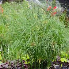 Image result for Cyperus nduru
