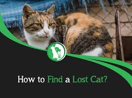 He was walking opposite direction from home and managed to get about a mile distance away. How To Find A Lost Cat