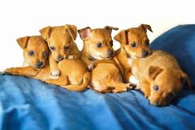 Does anyone know a place or site (in michigan in the oakland county area) that sells chihuahuas that aren't too expencive? Teacup Chihuahua Puppies For Sale In Michigan Chihuahua Puppies For Sale Chihuahua Puppies Teacup Chihuahua Puppies
