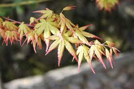 Japanese maples are actually pretty tough trees and quite disease resistant. Japanese Maples Not Leafing Out Reasons For No Leaves On Japanese Maple Trees