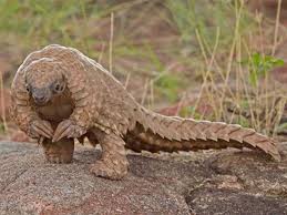 Pangolin Gallery Images Pics Photos Pictures Photography African Pangolin Baby Pangolin Unusual Animals