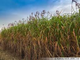 The miscanthus x giganteus fall rhizomes (accession: Miscanthus Glove Grass Elephant Eulalie Gigantic Chinese Reed Glove Miscanthus X Giganteus Plant Cultivate Multiply