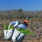 Longleaf Pine Planting event image