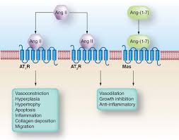Decreased blood volume (blood loss, severe dehydration). Renin Angiotensin Aldosterone System New Concepts Hypertension