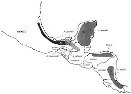 Geographic distribution of species of Hampea and their respective... |  Download Scientific Diagram