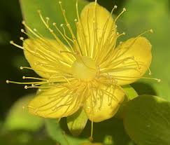 Image result for Hypericum quartinianum