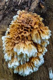 Image result for Pycnoporellus alboluteus