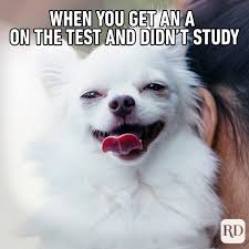 We did not find results for: 45 Hilarious Dog Memes You Ll Laugh At Every Time Reader S Digest