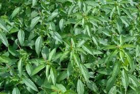 Image result for Acalypha lanceolata