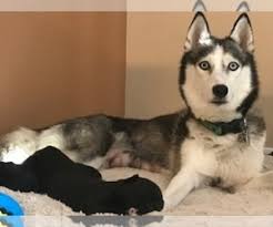 All puppies are 10 points! View Ad Labrador Retriever Siberian Husky Mix Puppy For Sale Near Florida Gainesville Usa Adn 141906