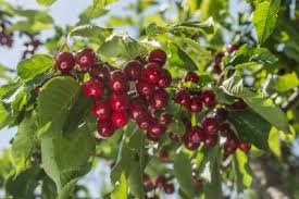 Check spelling or type a new query. Fertilizing Cherry Trees How And When To Fertilize A Cherry Tree