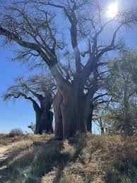 Image result for Afrosolen bainesii