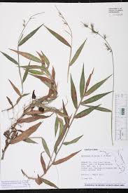 Image result for Oplismenus hirtellus