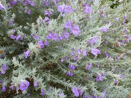 This intense maroon/purple flowering, dense dark green foliage emu bush grows 3' to 6' tall and wide when mature in a couple of years. Eremophila Nivea Emu Bush Gardening With Angus