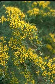 Maybe you would like to learn more about one of these? 110 Australian Shrubs Ideas Australian Native Plants Australian Plants Native Garden