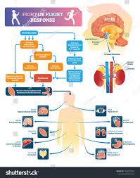 Fight Or Flight Response Vector Illustration Labeled Organ Response Scheme In Danger Situations Chem Fight Or Flight Response Fight Or Flight Stress Response