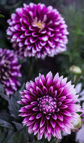 200 Best Dahlia Photos 100 Free Download Pexels Stock Photos