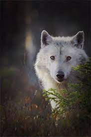White Wolf Stunning Beauty Of Wild Wolves In Finland By Award Winning Finnish Photographer Wild Wolf Wolf Dog Wolves Photography