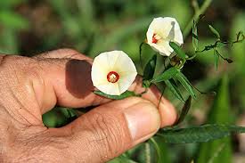 Image result for Xenostegia alatipes