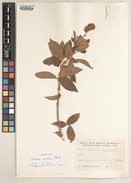 Image result for Physostigma mesoponticum