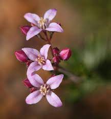 Boronia Australian Native Flowers Amazing Flowers Beautiful Flowers