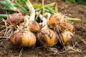 Quante varieta di cipolle esistono. Diverse Varieta Di Cipolla Quanti Tipi Di Cipolle Ci Sono Ilgiardino