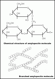 It is the most common carbohydrate in human diets and is contained in large amounts in staple foods like potatoes, maize (corn), rice, wheat and cassava (manioc). Starch Bakeinfo Baking Industry Research Trust