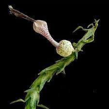 Image result for Ceropegia pygmaea