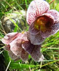 Image result for Gladiolus ecklonii