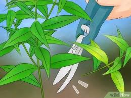 Declining leaves will often show spots. 3 Ways To Deal With Black Spot Leaf Disease Wikihow