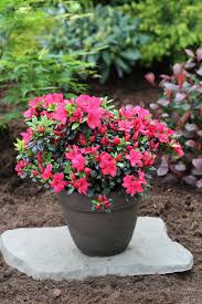 Rhododendron Obtusum Maruschka Bcm Baumschule Christoph Marken