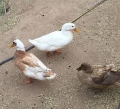 It is similar to the rouen ducks in size. Pekin Duck Raise At Home For Eggs And Meat