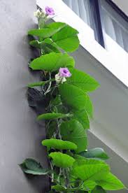 Image result for Argyreia nervosa