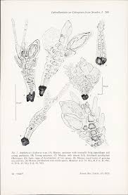 Image result for Asystasia hedbergii