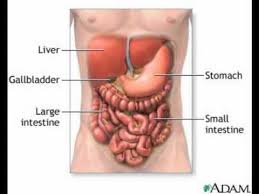 In fish, the divisions of the small intestine are not as clear, and the terms anterior intestine or proximal intestine may be used instead of duodenum. Where Is Your Stomach Located Socratic