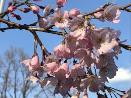 We did not find results for: æ±äº¬ã¯æ¡œã®é–‹èŠ±å®£è¨€ 3æœˆ15æ—¥é–å›½ç¥žç¤¾ æ¨™æœ¬æœ¨ ã®æ¡œã¯æ•°è¼ªå'²ã å›½ç«‹åŠ‡å ´å‰åº­ã¯ä¸€éƒ¨ã®æ¡œãŒä¸€åˆ†å'²ã