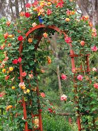 Check spelling or type a new query. 10 Trailing Clematis Vines Ideas Clematis Garden Inspiration Clematis Vine