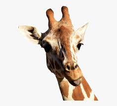 Giraffe eating plants stock illustrations. Giraffe Cheeky Stick Out Tongue Funny Cute Animal Teoria De Lamarck Maquetas Hd Png Download Transparent Png Image Pngitem