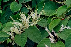 The rapid spread of this invasive species of vegetation is causing millions of dollars in damage to nov 23, 2017. How To Deal With Invasive Japanese Knotweed In Your Home In February Heatwave