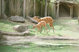 List of extinct animals of asia. Six Zoos Around The World That Have The Most Rare Animals Asterpix